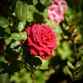 Enlarge photo 242