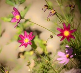 Enlarge photo 251