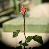 Enlarge photo 253