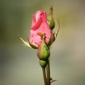 Enlarge photo 254