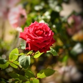 Enlarge photo 259