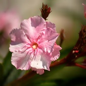 Enlarge photo 264