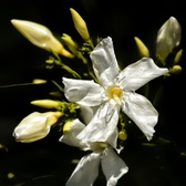 Enlarge photo 267