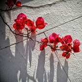 Enlarge photo 269