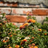 Enlarge photo 282