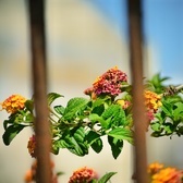 Enlarge photo 286