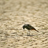 Enlarge photo 289