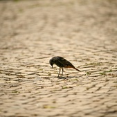 Enlarge photo 288