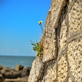 Enlarge photo 303
