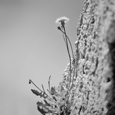 Enlarge photo 306