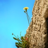 Enlarge photo 305