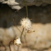 Enlarge photo 308