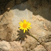 Enlarge photo 310