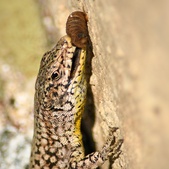 Enlarge photo 348