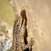 Enlarge photo 347