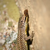 Enlarge photo 346