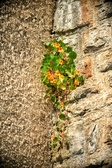 Enlarge photo 350