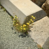 Enlarge photo 362