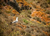 Enlarge photo 421