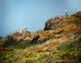 Enlarge photo 422