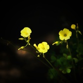 Enlarge photo 57