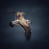 Enlarge photo 114