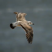 Enlarge photo 112