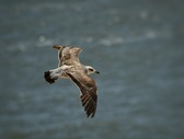 Enlarge photo 111