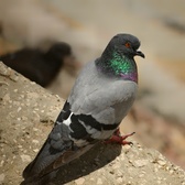 Enlarge photo 119