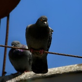 Enlarge photo 128