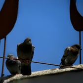 Enlarge photo 127