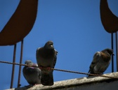 Enlarge photo 126