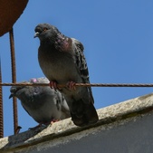 Enlarge photo 131