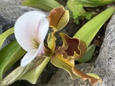 Enlarge photo 171