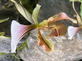 Enlarge photo 218