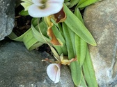 Enlarge photo 149