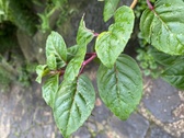 Enlarge photo 247