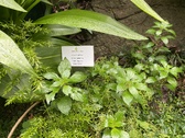 Enlarge photo 245