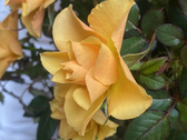 Enlarge photo 308