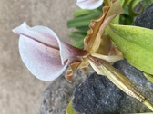 Enlarge photo 163