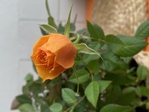 Enlarge photo 85