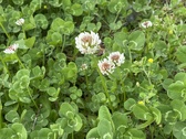 Enlarge photo 39