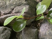 Enlarge photo 133