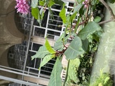 Enlarge photo 244