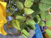 Enlarge photo 294