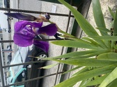 Enlarge photo 21
