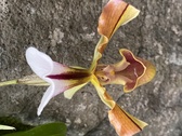 Enlarge photo 214