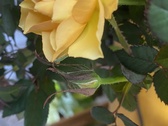 Enlarge photo 298