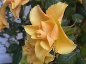 Enlarge photo 307