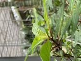Enlarge photo 243